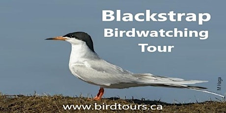 Blackstrap Birdwatching Tour