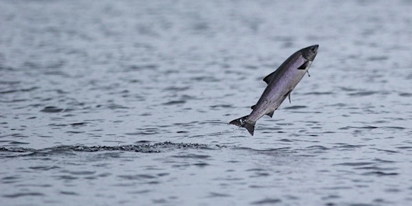 Buckland Lecture 2018: A History of Salmon Management in the British Isles