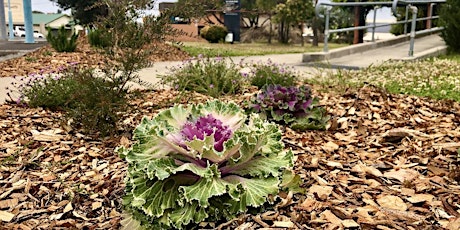 Image principale de Botanic Gardens Day: Verge Garden Sit n’ Chat