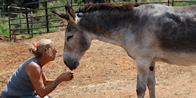 Donkey 201- Donkey Training and Ownership primary image
