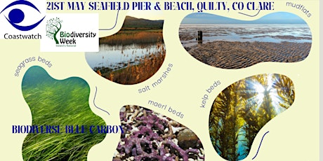 Imagen principal de Quilty, Co. Clare Survey of the Blue Carbon Seagrass Beds