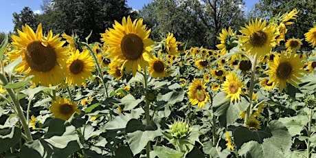 Sunflower Seed Ball Fling & Plant Your Own Sunflowers