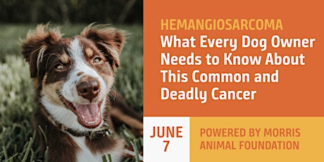 Hemangiosarcoma:What Every Dog Owner Needs to Know About This Common Cancer