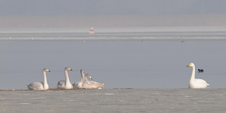 Hauptbild für Naturschutztage am Bodensee 2019