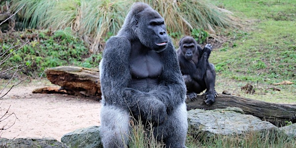 Gorilla Game Lab