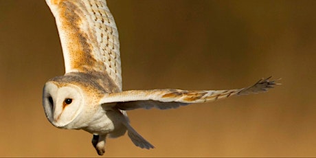 Owl and Raptor Webinar