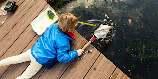Pond Dipping - Children's holiday activity  primärbild