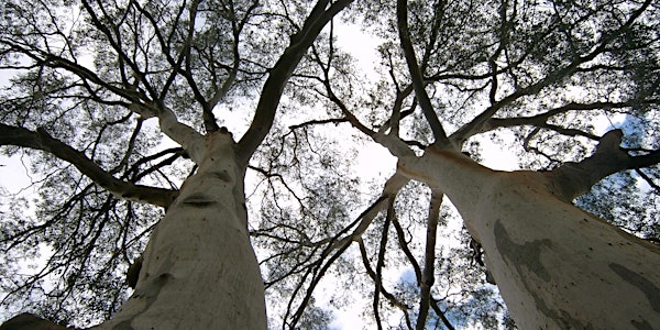 Eucalypt Identification and Nature Walk