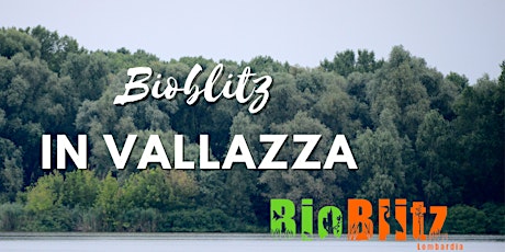 Immagine principale di Escursioni gratuite nella riserva Vallazza - Bioblitz 2023 