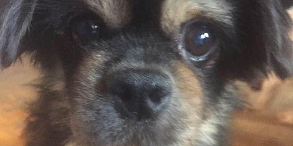 BooBoo "Louie's" Second chance at life