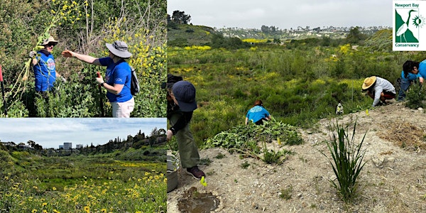 Restoration in Big Canyon