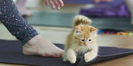JUNE Kitten Yoga to Benefit the AWLA