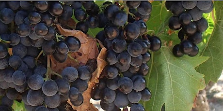 Discover Biodynamic, Organic & Natural Wines 