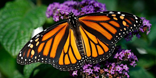 Annual Monarch Butterfly Release - Saturday 9/16 11:00 AM Session primary image