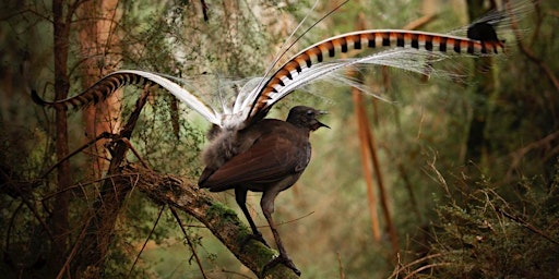 Sherbrooke Forest Discovery - lyrebirds, revegetation, and local botany primary image