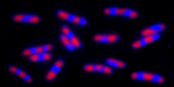 Cell Biology of Prokaryotes