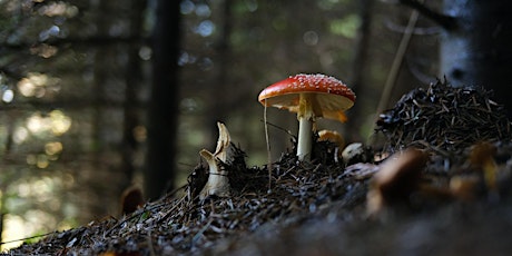 Fungus Family Fun - Guided walks and activities primary image