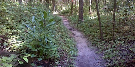 2019 Swamp Forest Trail Run primary image