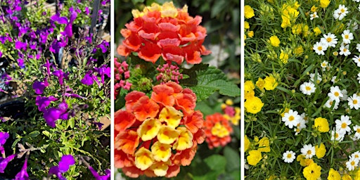 The Texas Tried & True: Proven Perennials for Spring primary image