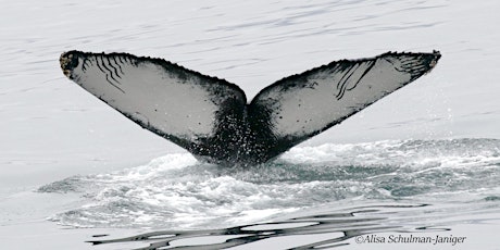 ACS/LA  Summertime  Whale Watching Adventure - 2023 primary image