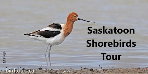 Saskatoon Shorebird Tour primary image