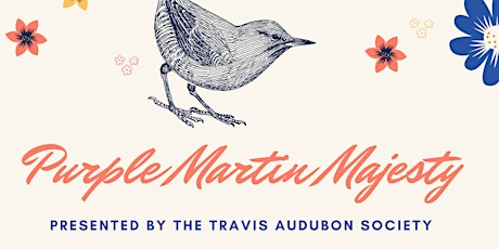 Purple Martin Majesty with the Travis Audubon Society