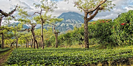 Guatemalan Coffee: 1951 Coffee Company