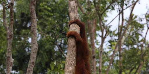 Image result for the lost person of the forest