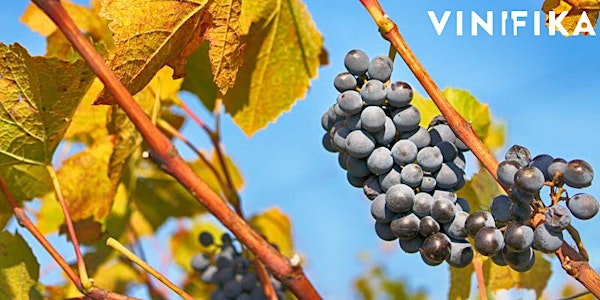 Vinifika - wijnwinkel geopend