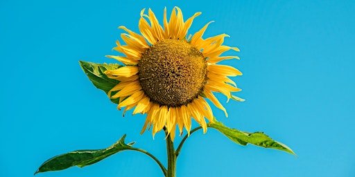 Sunflower Special Yoga – Parent and Child - 12pm