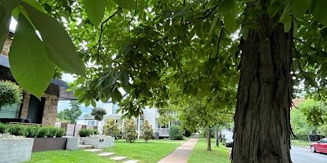 Urban Tree Walk in Belmont
