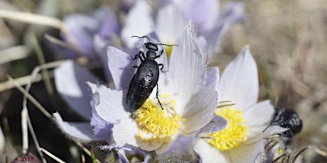 Bug Hunt in the Weaselhead