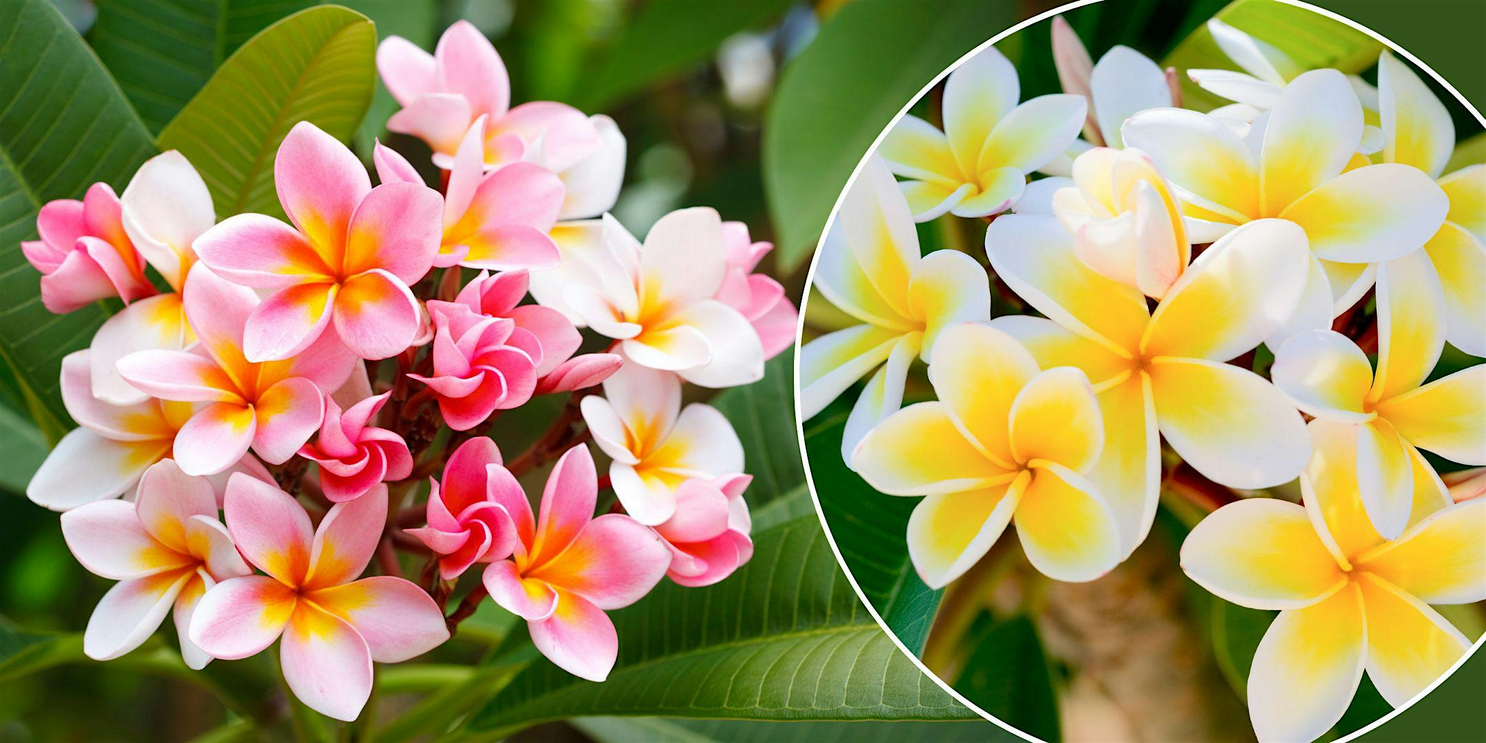 Free In-Store Class: Plumeria 101