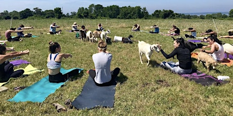 Baby Goat Yoga at Simmons Farm