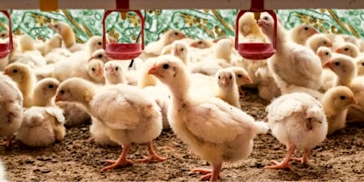 Bird Flu (HPAI) in Poultry, Pigs & People primary image