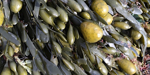 Summer Seaweed Forage and cook up - On the Rocks primary image