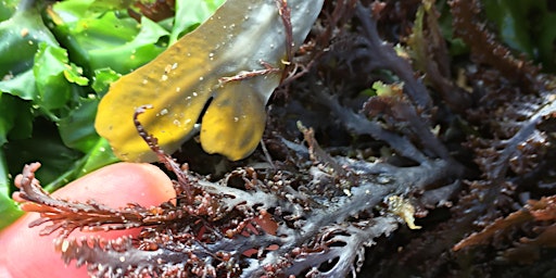 Summer Seaweed Forage and cook up - On the Rocks primary image