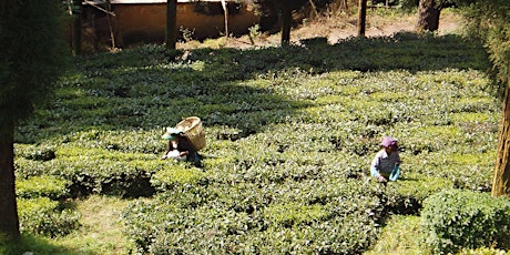Update for CSOs on Assam Tea workers/families & scoping future UK options primary image