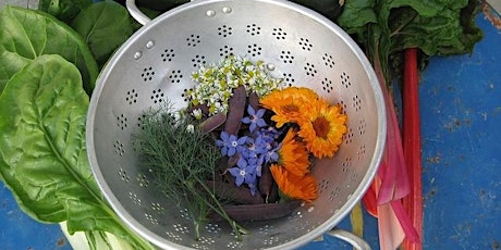 Lunch & Learn: Incorporate Edible Flowers into Your Garden Plans primary image