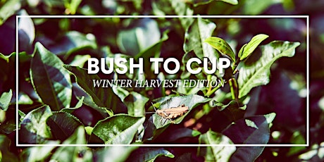 From bush to cup: Taiwan winter harvest edition primary image