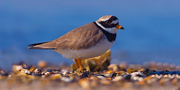 Ontdek het dierenleven op de Zandmotor - 29 sept.