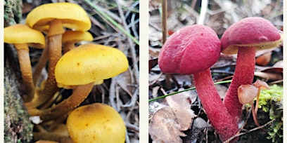 Fungi of the Mitta Valley primary image