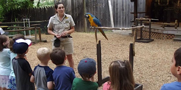 Summer Wild Adventure Program:Armadillos to Zebras Grades K-2 Session 2