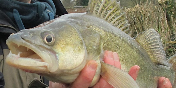 Lure Anglers Canal Club Predator Pairs Open