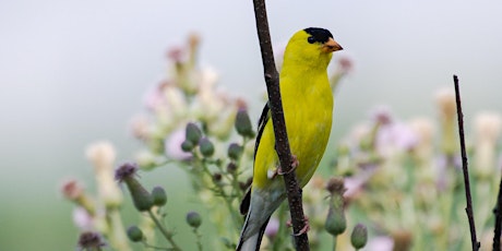 Intro to Birding: Meadow Habitat