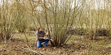 Coppicing & Pollarding: Rethinking the Role of Re-sprouts in Family Forests