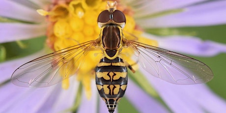 Introduction to Flower Fly Identification