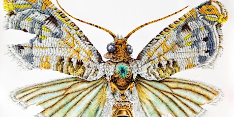 Slow Look Tour: Intriguing Insects primary image