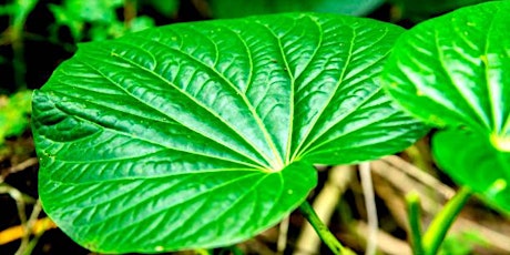 The Unique High Of Kava: What Kind Of Experience Can You Expect?