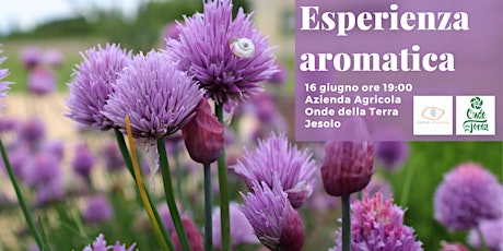 Immagine principale di Esperienza aromatica in campo 